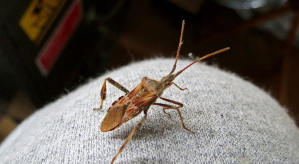 A Strange And Smelly Bug Is Appearing In Parts Of Maine And We’d Like Them To Leave Now
