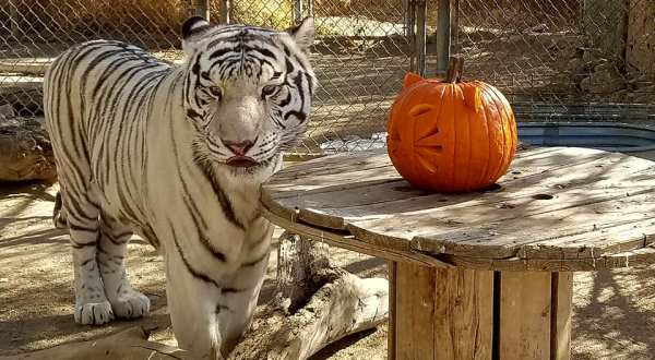 Visit The Sierra Nevada Zoological Park In Nevada This Month For Family-Friendly Halloween Fun
