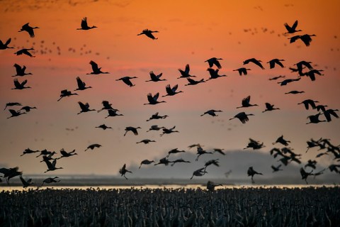 Start Planning Now To Observe The Thousands Of Sandhill Cranes That Arrive In Idaho Every Fall