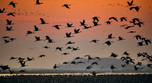 Start Planning Now To Observe The Thousands Of Sandhill Cranes That Arrive In Idaho Every Fall