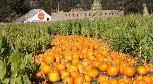 The Arata’s Pumpkin Farm In Northern California Is A Classic Fall Tradition