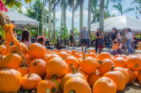 The Pinto's Farm Pumpkin Patch In Florida Is A Classic Fall Tradition