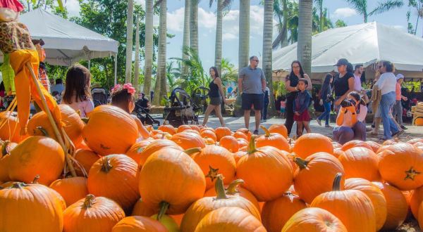 The Pinto’s Farm Pumpkin Patch In Florida Is A Classic Fall Tradition