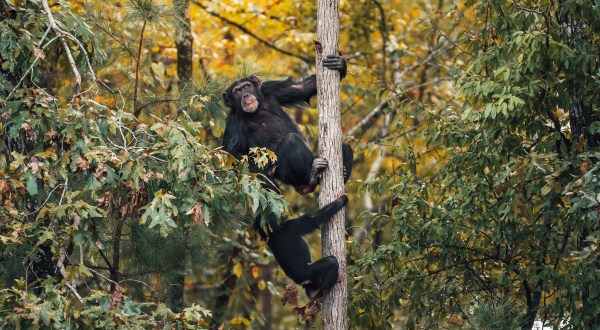 With Over 200 Acres, Chimp Haven In Louisiana Offers A New Beginning For Rescued Chimpanzees