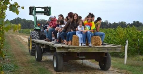 Ride Through A Vineyard While Sipping On Wine During This Perfect Fall Hayride In Maryland