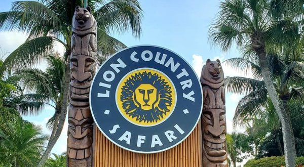 See African Lions And Giraffes Up Close At Lion Country Safari, A Drive-Thru Adventure In Florida