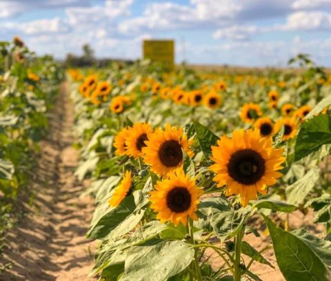 The Festive Sunflower Farm In Florida Where You Can Cut Your Own Flowers