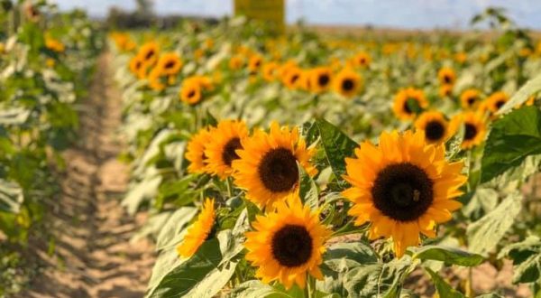 The Festive Sunflower Farm In Florida Where You Can Cut Your Own Flowers
