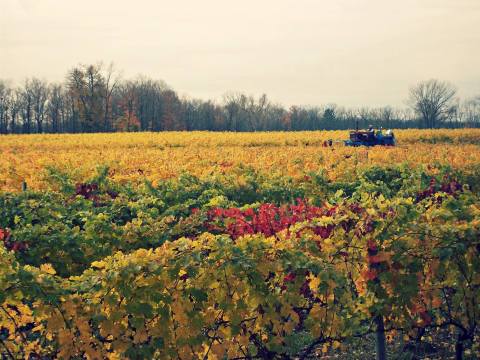 7 Gorgeous Wineries On Cayuga Lake That Are Perfect For A Romantic Weekend