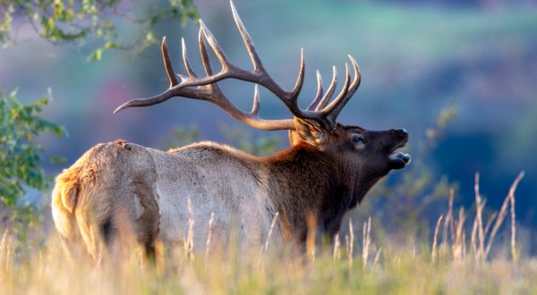 After A 150-Year Absence, Elk Are Back In West Virginia