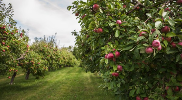 Bite Into The Best Arkansas Black Apples At Appel Farms