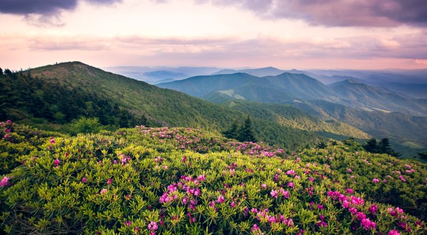 This Day Trip To Roan Mountain State Park Is One Of The Best You Can Take In Tennessee