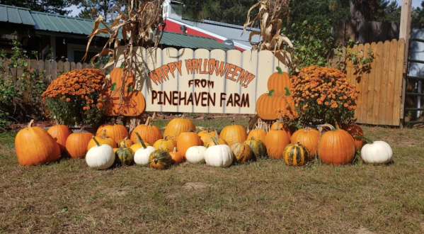 Have A Perfect Fall Day At Pinehaven Farm, Voted One Of The Best Pumpkin Patches In Minnesota