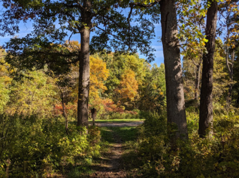 Take An Easy Hike Through Iowa's Yellow River State Forest For A Gorgeous Autumn Scene