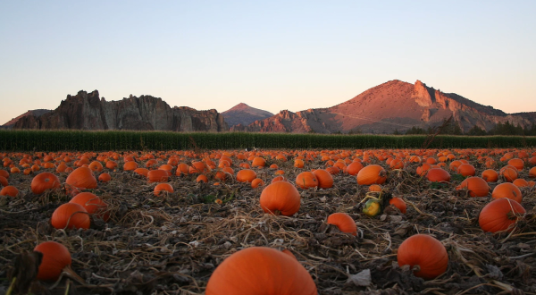 Smith Rock Ranch Is The Perfect Place To Get Your Halloween Pumpkin In Oregon This Season