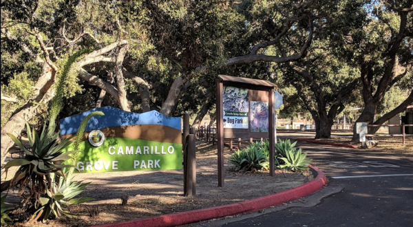 A Beautiful Canopy Of Trees Awaits You At Camarillo Grove Park In Southern California