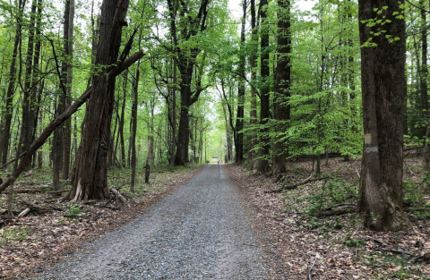 Wander Through Old-Growth Forest And Waterfront Trails At Virginia's Caledon State Park