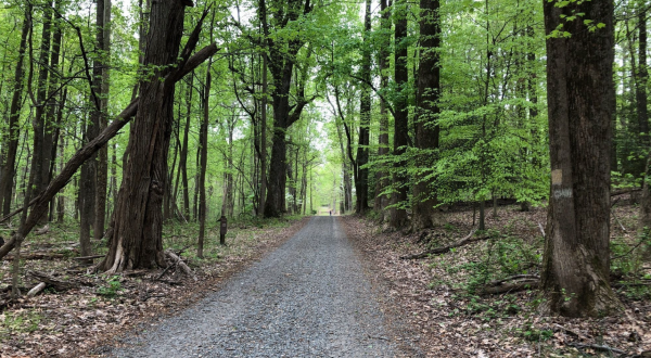 Wander Through Old-Growth Forest And Waterfront Trails At Virginia’s Caledon State Park