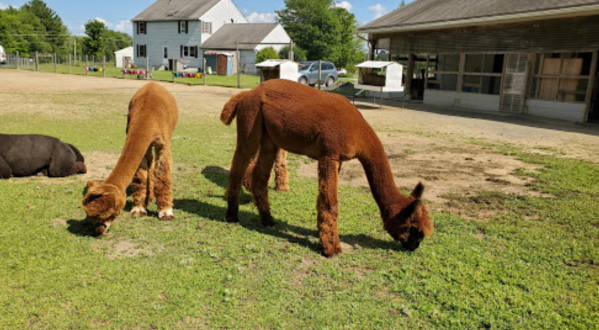 Nothing Says Fall Is Here More Than A Visit To Maine’s Charming Alpaca Farm