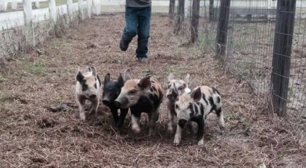 You Can Watch Live Pig Races Every Day When You Visit The Holiday Farms Pumpkin Patch In South Carolina