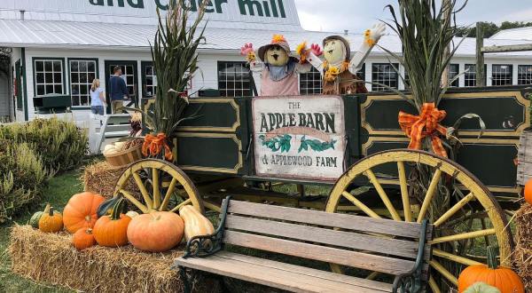 Sink Your Teeth Into The Warm Apple Cider Donuts At The Apple Barn In Tennessee