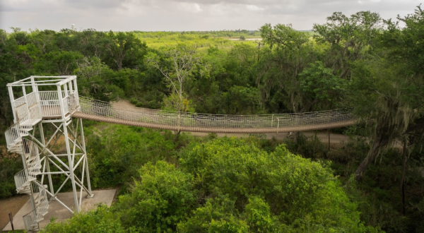 Walk Among The Treetops On A Rope Bridge At Santa Ana National Wildlife Refuge In Texas