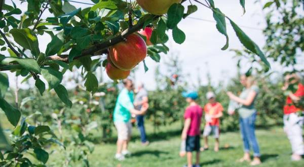 Royal Oak Farm Orchard In Illinois Is A Classic Fall Tradition