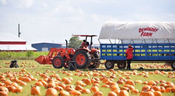 The Pumpkin Patch At Dewberry Farm In Texas Is A Classic Fall Tradition