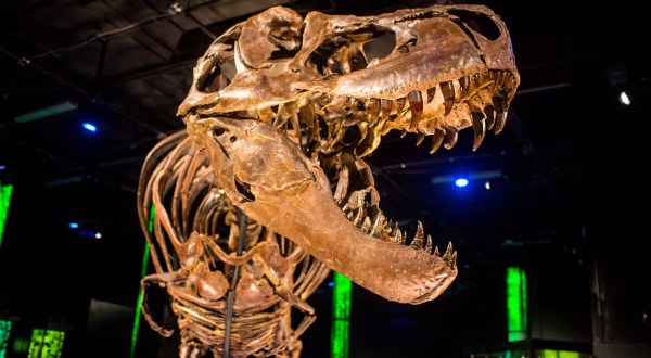 Most People Have Never Heard Of This Fascinating Dinosaur Exhibit At The Arizona Science Center