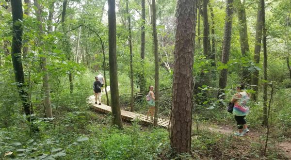 The 1.8-Mile Purser-Hulsey Trail In North Carolina Takes You Through An Enchanted Forest