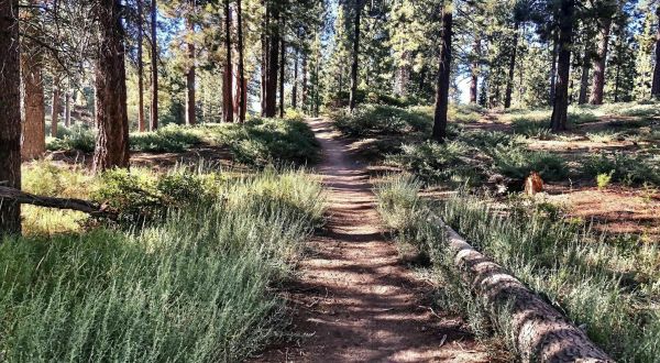 The Hiking Trail Hiding In Southern California, Pine Knot Trail, That Will Transport You To Another World