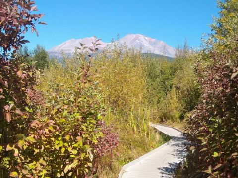 Enjoy Captivating Views Of Mount Shasta With A Stroll Through Sisson Meadow In Northern California