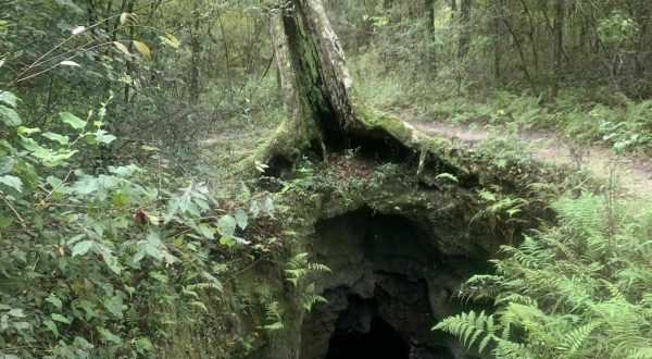 The One Forest In Florida With Caves Truly Has It All