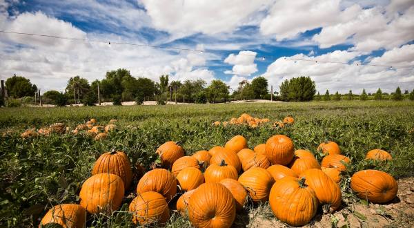 Enjoy 5,000 Acres Of Fall Fun At Schnepf Farms In Arizona