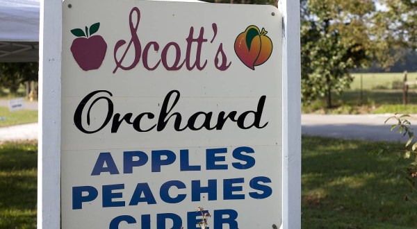 Enjoy Fresh-Pressed Apple Cider This Fall At Scott’s Orchard In Alabama