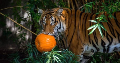 Bring The Whole Family To Zoo Boo, A Kid-Friendly Halloween Event In Texas