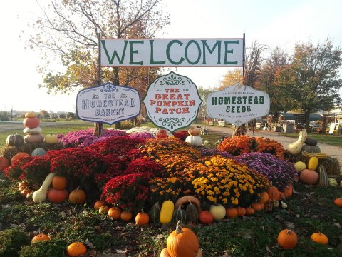 Nothing Says Fall Is Here More Than A Visit To This Charming Illinois Pumpkin Farm