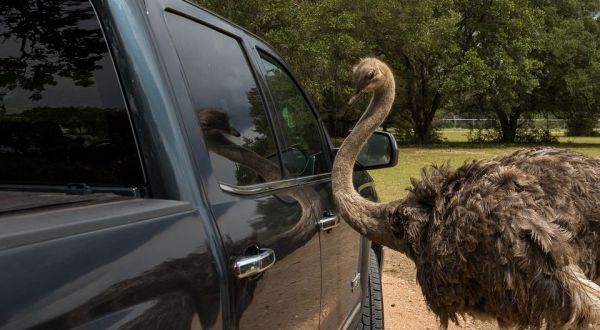 The Drive-Thru Safari At Hatari Wildlife Park In Texas Features All Sorts Of Exotic Animals
