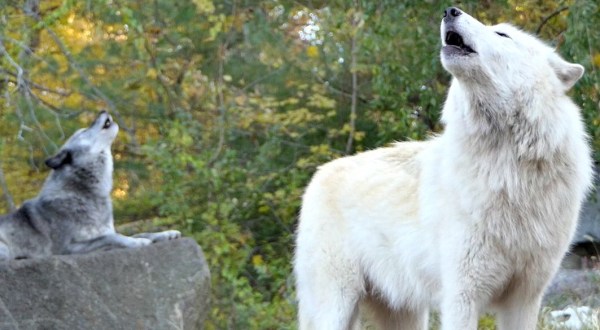 Why New York’s Wolf Conservation Center Should Be Your Next Educational Adventure