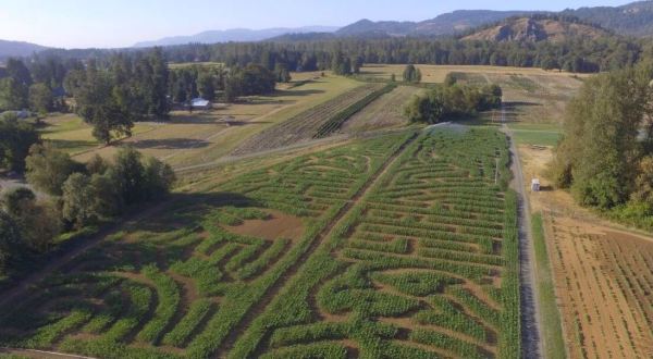 Northern Lights Christmas Tree Farm’s Beloved Colonial Harvest Days Has Returned To Oregon