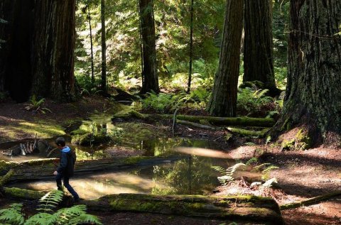 Lose Yourself For Hours In Montgomery Woods, A Remote Redwoods Park In Northern California