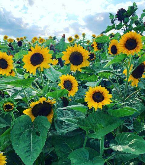 The Festive Sunflower Farm In Illinois Where You Can Cut Your Own Flowers