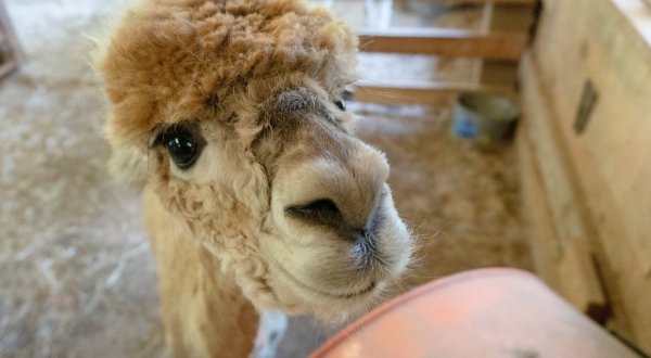 Spend Time Nuzzled Up To Alpacas At Lasso The Moon Farm In Georgia