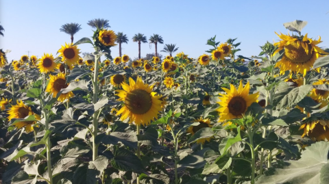 Frolic Through A Field Of 75,000 Sunflowers At Rocker 7 Farm Patch In Arizona