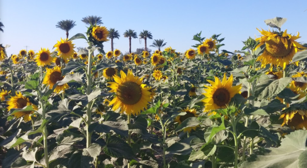 Frolic Through A Field Of 75,000 Sunflowers At Rocker 7 Farm Patch In Arizona