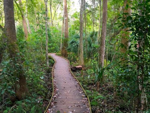 Enjoy 7 Different Hiking Trails When You Visit Jacksonville Arboretum & Gardens In Florida