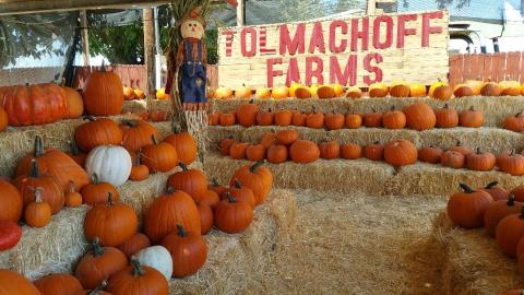The Pumpkin Days And Corn Maze Festival At Tolmachoff Farms In Arizona Is A Classic Fall Tradition