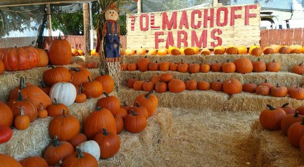 The Pumpkin Days And Corn Maze Festival At Tolmachoff Farms In Arizona Is A Classic Fall Tradition