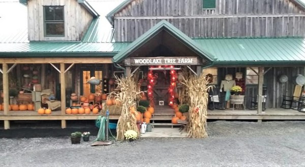 Head To Woodlake Tree Farm In Maryland For Your Autumn, Winter, And Home Decor Needs