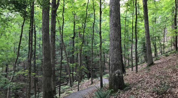 Trail Among The Trees Is One Of The Most Beautiful Hikes In Missouri